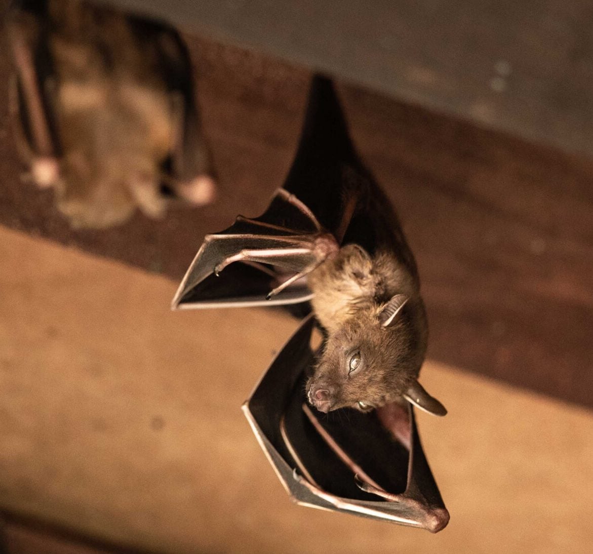 Expert bat removal services for a safe and humane solution in Roanoke